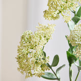 Sedum Bær-stilk - Hvid