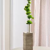 Bells of Ireland Blomst