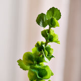 Bells of Ireland Blomst