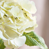 Fyldigt Vintage Hortensia Bundt - Beige