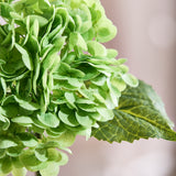 Hortensia Blomst - Grøn