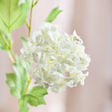 3 Hovedet Hortensia "Snowball" - Hvid