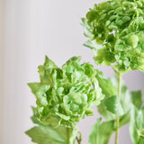 3 Hovedet Hortensia "Snowball" - Grøn