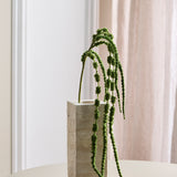 Amaranthus rævehale, 6 grene - Mørkegrøn