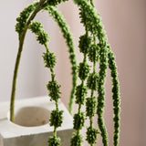 Amaranthus rævehale, 6 grene - Mørkegrøn