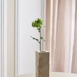 Krysantemum Dahlia Blomst - Grøn