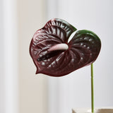 Anthurium - Bordeaux