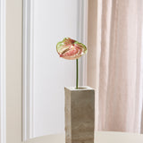 Anthurium - Blush