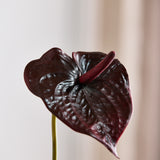 Anthurium "Real Touch" - Bordeaux