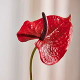 Luksus Anthurium "Real Touch" - Rød
