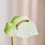 Luksus Anthurium "Real Touch" - Hvid/Grøn