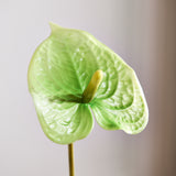Luksus Anthurium "Real Touch" - Grøn
