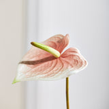 Luksus Anthurium "Real Touch" - Lyserød