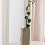 Chinese Lantern Physalis Peruviana Fruit Berries