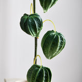 Chinese Lantern Physalis Peruviana Fruit Berries