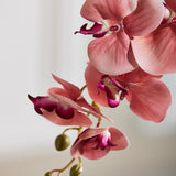 Sommerfugleorkidé - Rosa