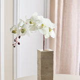 Sommerfugleorkidé - Hvid