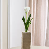 Papegøje Tulipan - Hvid