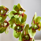 Cymbidium - Grøn