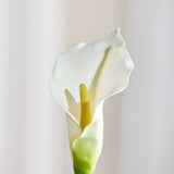 Calla Lilje Blomst