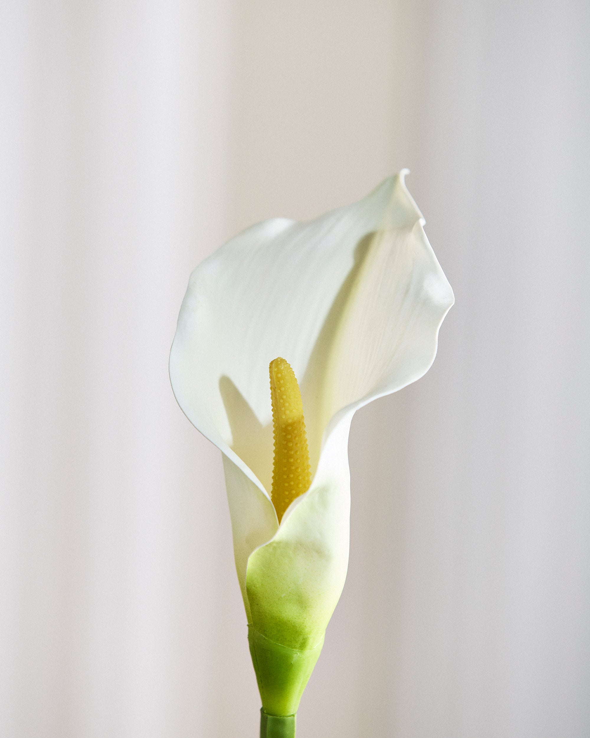 Calla Blommor Calla Lilje Blomst – Okholm Studio