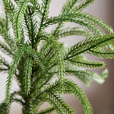 Green Small single branch Pine