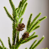 Real Touch Norfolk Pine, Green-2 Forks with pine needles