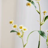 Marguerit Blomst - Hvid