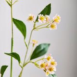 Marguerit Blomst - Lyserød