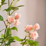 Rosenbusk Kvist - Lyserød