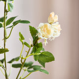 Rosenbusk Kvist - Champagne