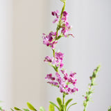 Salvie Blomst - Lilla