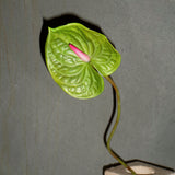 Anthurium - Mørkegrøn