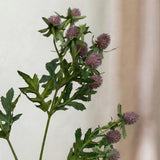 Tidsel Blomst - Bordeaux
