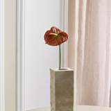 Anthurium - Brændt Orange