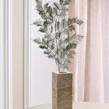 Dusty Miller Fern
