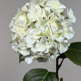 Luksus Hortensia - Beige close-up
