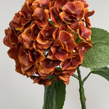 Luksus Hortensia - Kobber close-up