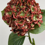 Luksus Hortensia - Kobber/Grøn close-up