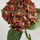 Luksus Hortensia - Kobber/Grøn close-up