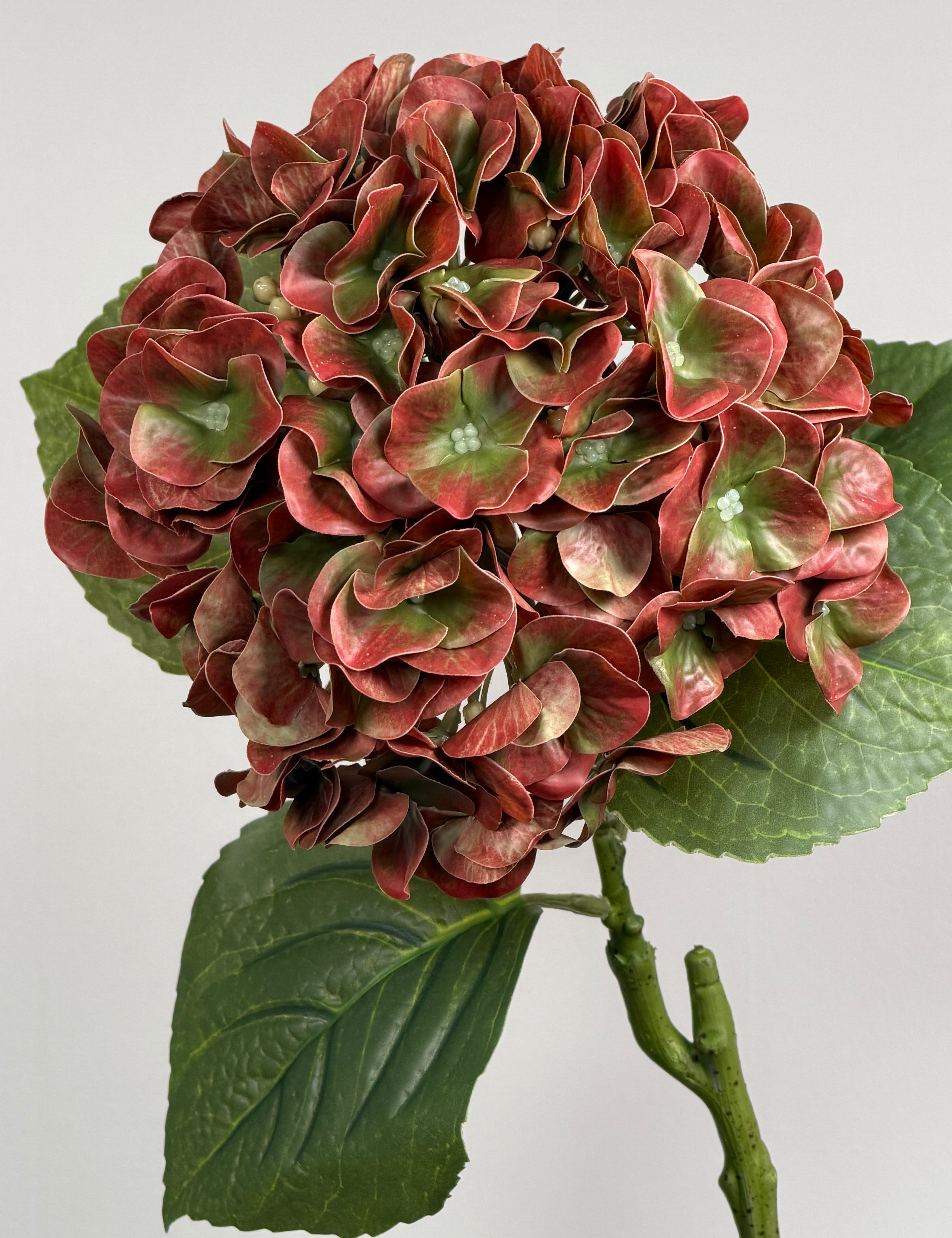 Luksus Hortensia - Kobber/Grøn close-up