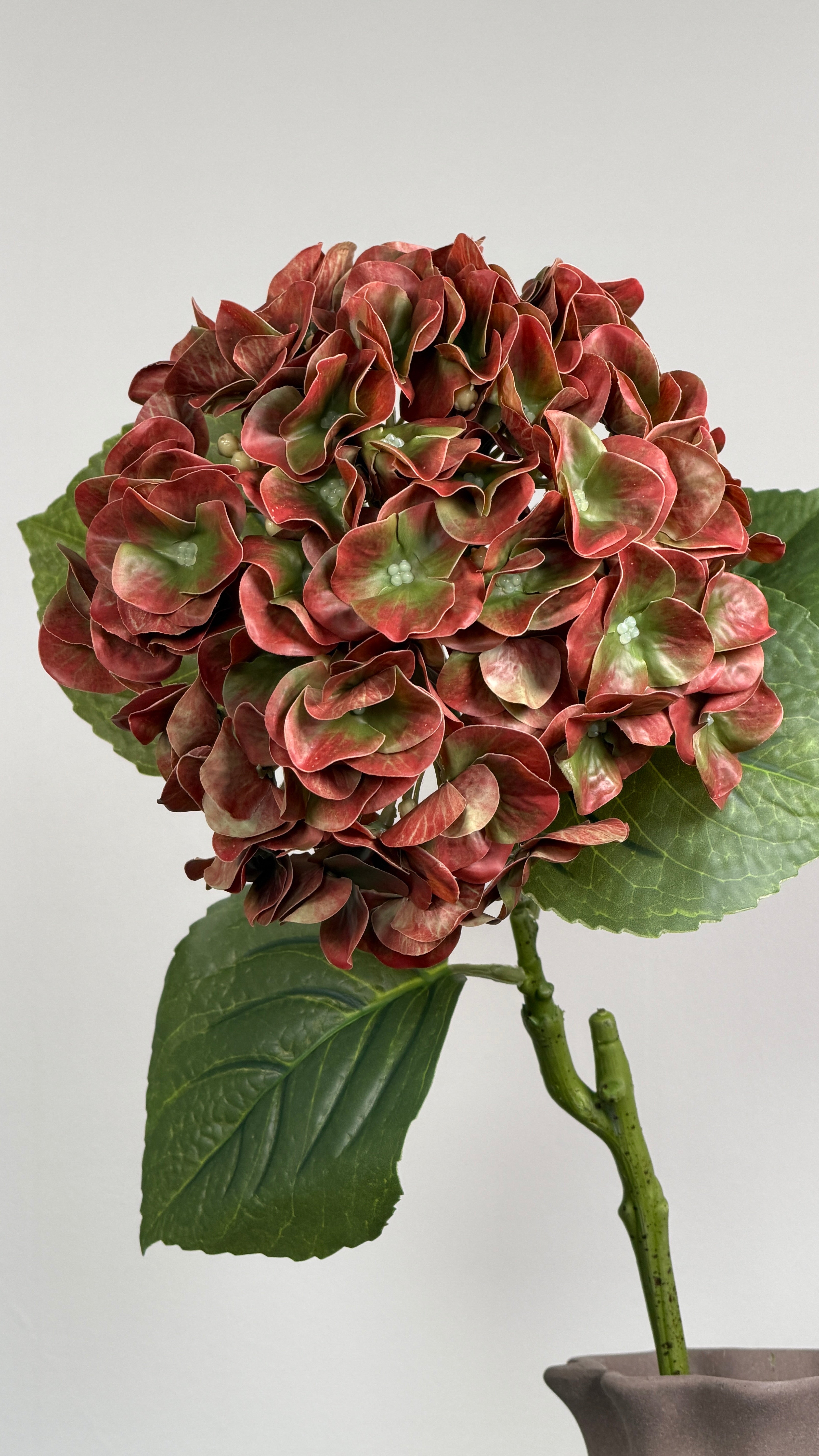 Luksus Hortensia - Kobber/Grøn close-up