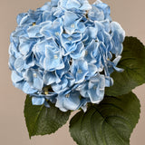 Luksus Hortensia - Lyseblå close-up