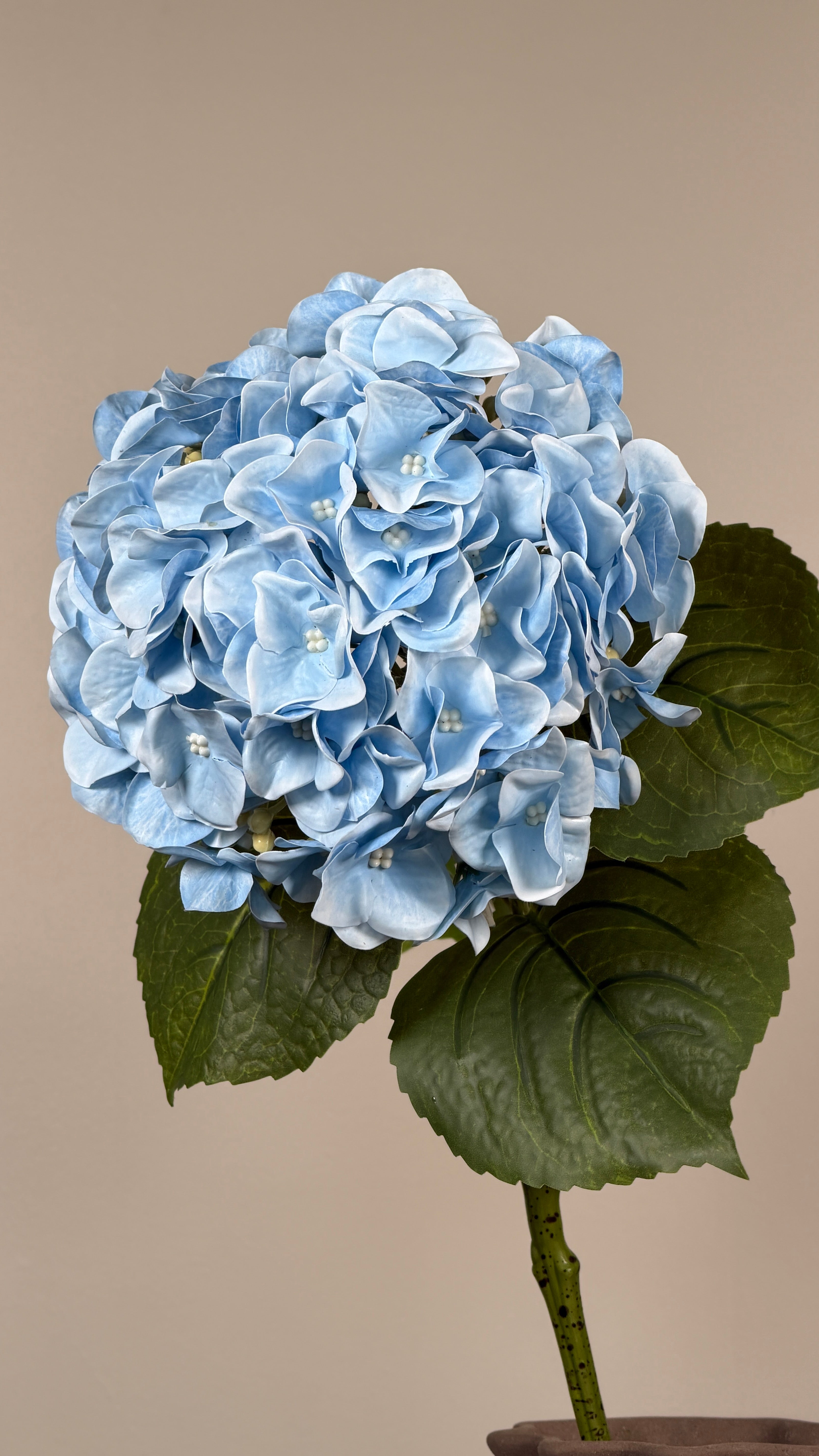 Luksus Hortensia - Lyseblå close-up