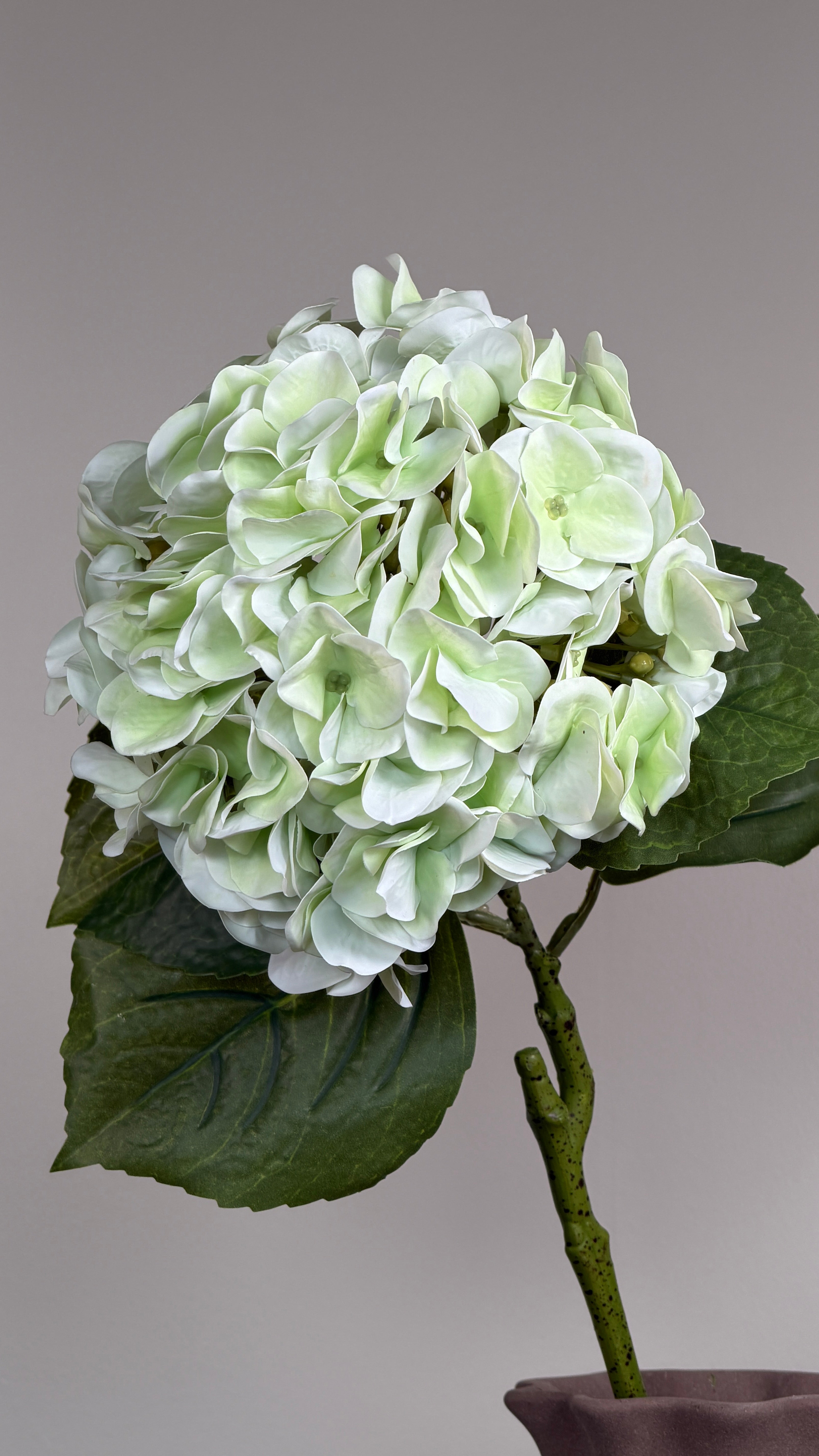 Luksus Hortensia - Lysegrøn close-up