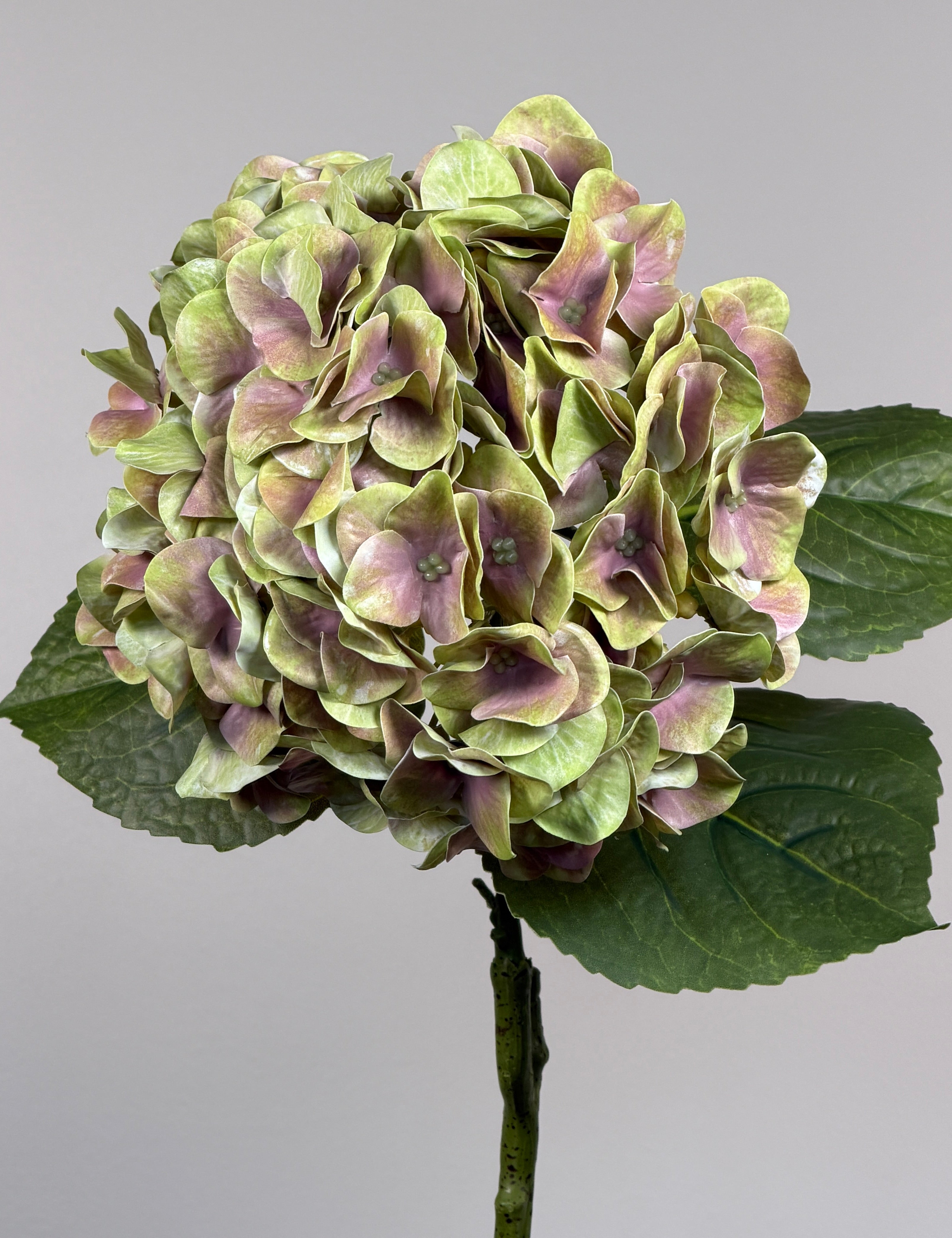 Luksus Hortensia - Lysegrøn/Rosa close-up