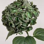 Luksus Hortensia - Mosgrøn close-up