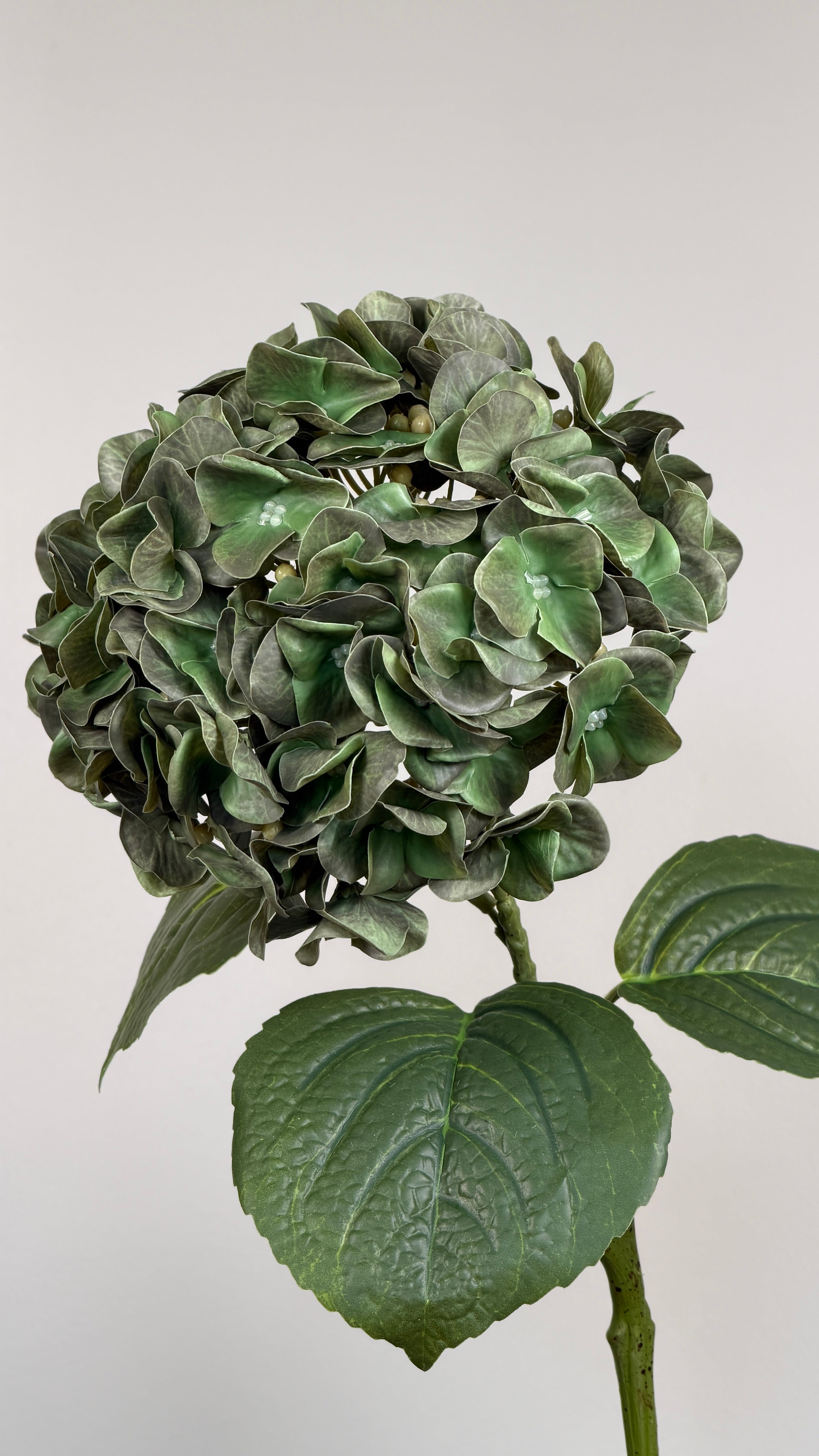 Luksus Hortensia - Mosgrøn close-up