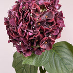 Luksus Hortensia - Støvet Bordeaux close-up
