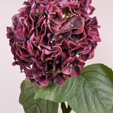 Luksus Hortensia - Støvet Bordeaux close-up